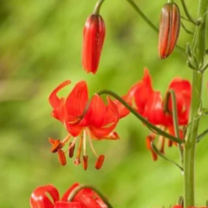 Red flowers with green background.