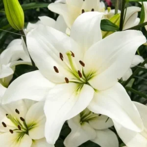 White lilies in full bloom.