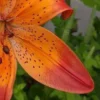 Orange lily flower with dark speckles.