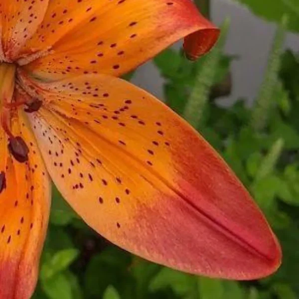 Orange lily flower with dark speckles.