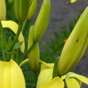 Yellow lilies with green buds and leaves.