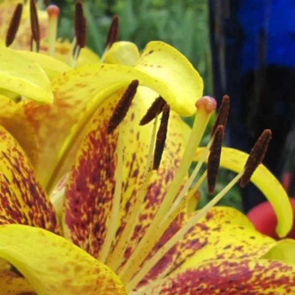 Yellow lilies with brown speckles in bloom.