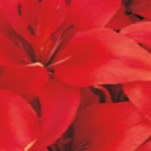 Red lilies with vibrant petals in close-up.