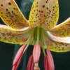 Guinea Gold lily close-up with red stamens
