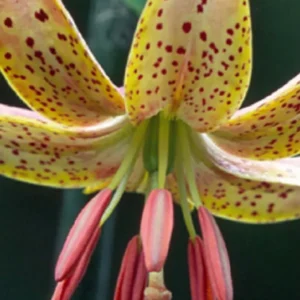 Guinea Gold lily close-up with red stamens