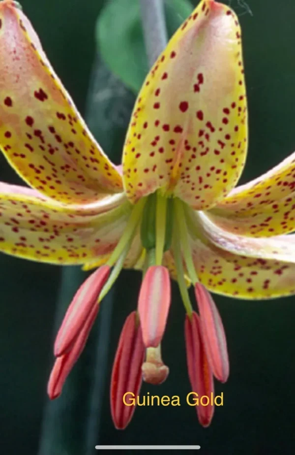 Guinea Gold lily close-up with red stamens