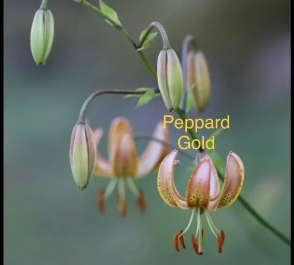 A close up of the flowers with the words peppard gold