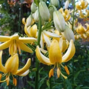 Close-up yellow bell-shaped hanging flowers