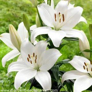 White lilies blooming in a green garden.