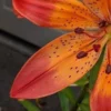 Orange lily flower with black speckles.