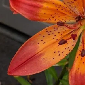 Orange lily flower with black speckles.