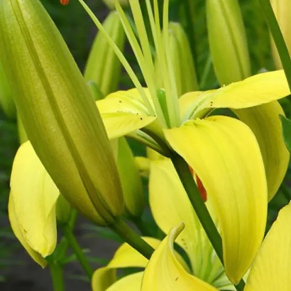 Close-up of vibrant yellow lilies in bloom