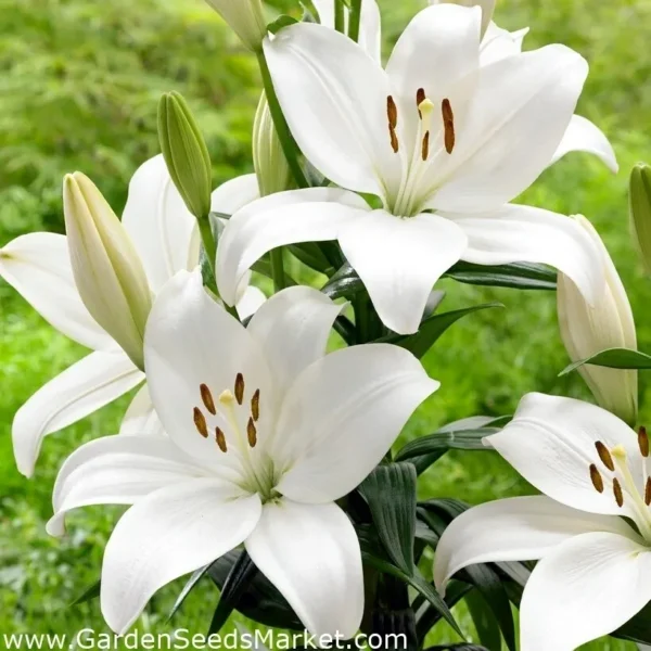 White lilies blooming in a green garden.