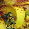 Yellow speckled lily with the word "Graffiti".