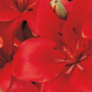 Bright red flowers with green accents.