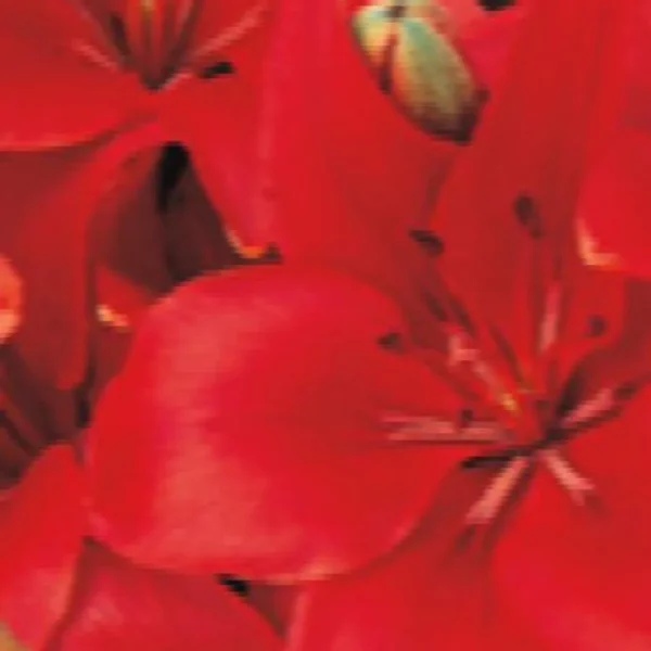 Bright red flowers with green accents.