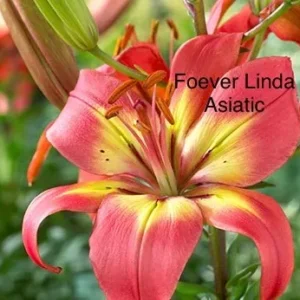Vibrant coral Asiatic lily bloom close-up