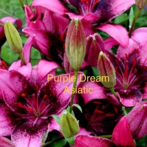 A close up of purple flowers with text