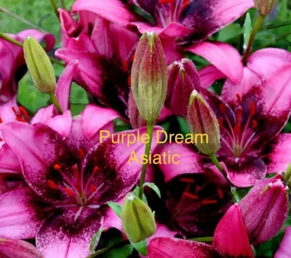 A close up of purple flowers with text