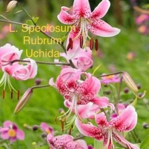 Pink Lilium speciosum rubrum lilies