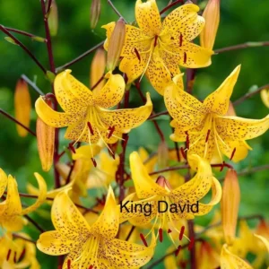 Yellow spotted King David lilies in bloom