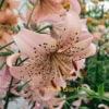 Close-up of pink spotted lily