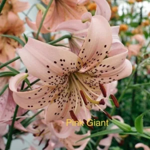 Close-up of pink spotted lily