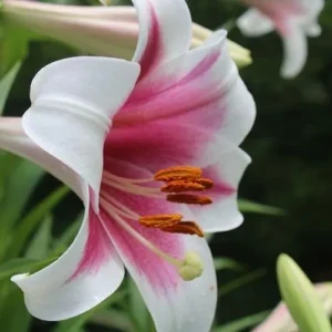 White and pink lily with green leaves.