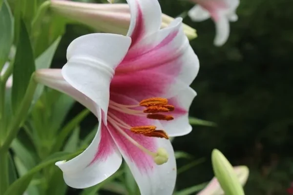 White and pink lily with green leaves.