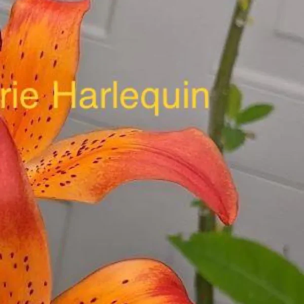 Orange tiger lily with green leaves.