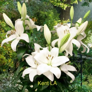 White lilies with unopened buds in garden