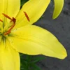 Yellow lily blossom with orange stamens