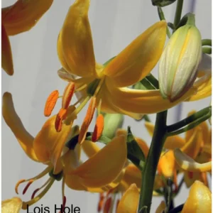 Close-up yellow lily blossoms with orange stamens