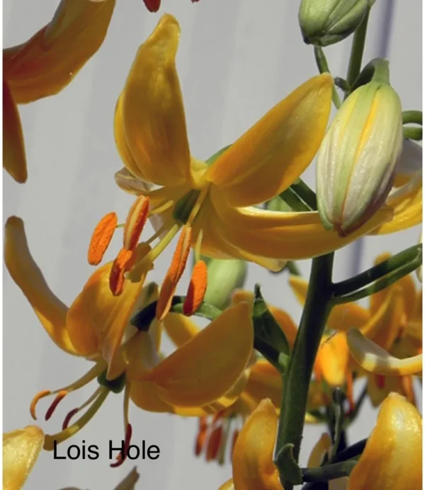 Close-up yellow lily blossoms with orange stamens