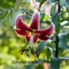 Scheherazade lily with red and white bloom