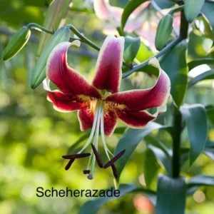 Scheherazade lily with red and white bloom