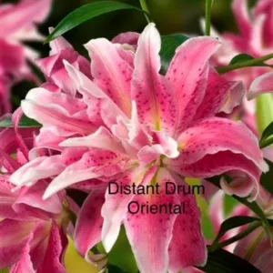 A close up of pink flowers with the words " distant drum oriental ".