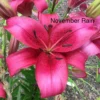 Vibrant pink lily labeled "November Rain