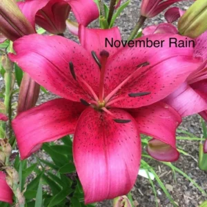 Vibrant pink lily labeled "November Rain