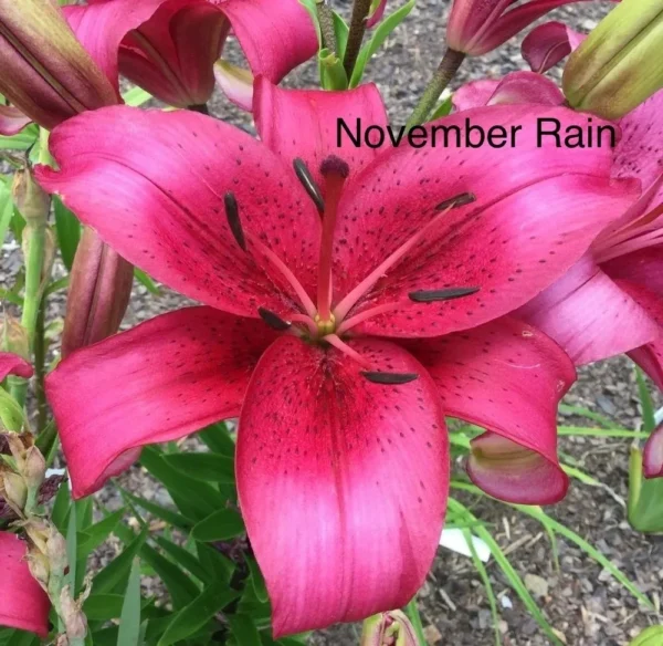 Vibrant pink lily labeled "November Rain