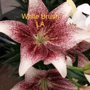 Close-up of white lily with burgundy speckles