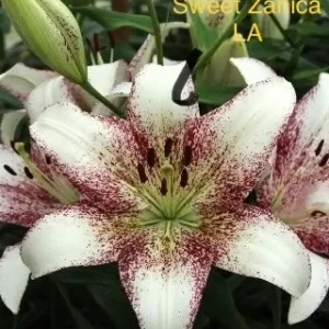 A close up of the flower of a white and red lily