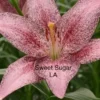 Speckled pink lily bloom with green foliage