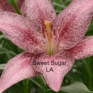 Speckled pink lily bloom with green foliage