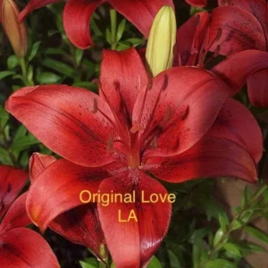 Vibrant red lily blooms with green bud