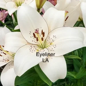 Close-up white lily with Eyeliner LA text