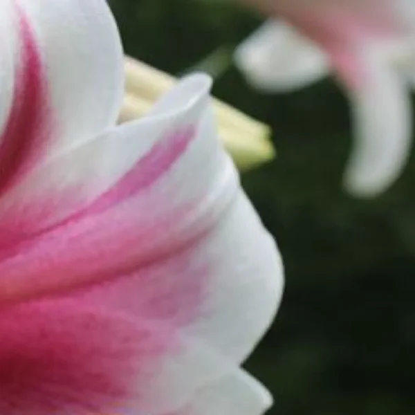 Close-up of pink and white flower.