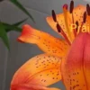 Close-up orange spotted lily with stamens