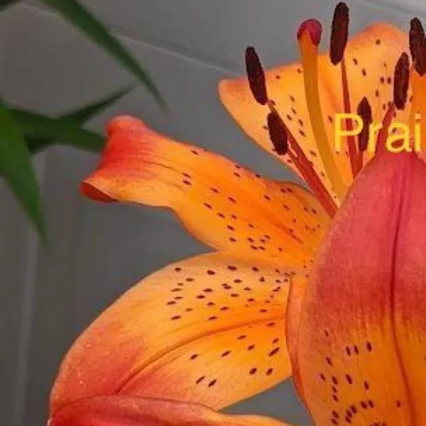 Close-up orange spotted lily with stamens