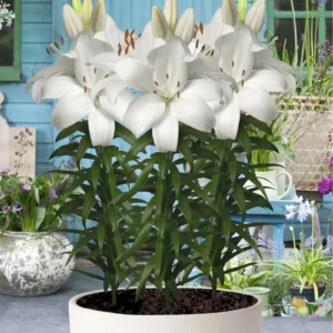 White lilies in a pot, garden background.